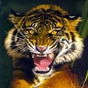 Cara de tigre