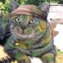 Gato Militar