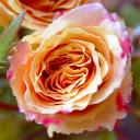 Rosa Amarilla de Bordes Rosados
