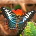 Mariposa libando néctar de una Flor