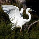 Grulla Blanca levantando Vuelo