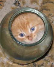 Gatito en un jarrón