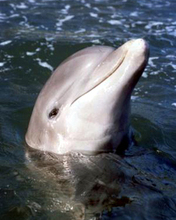 Delfin en el mar