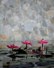 Tres flores rojas