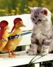 Patitos Amenazando a Gatico