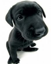 Puppy 176x220