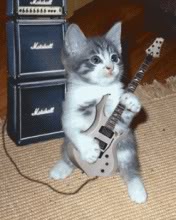 Gato Rokero