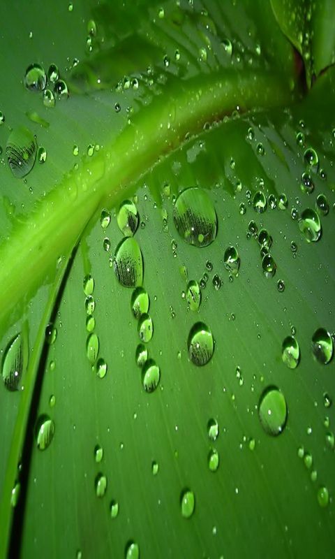 Gotas de agua sobre oja verde - Fondos de Pantalla para Celular
