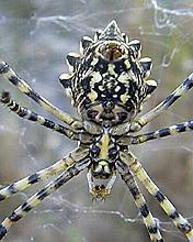 Araña en su tela
