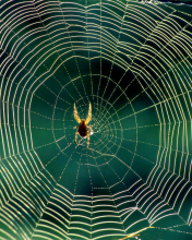 Araña en la tela