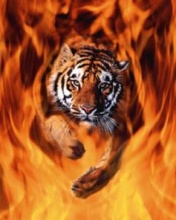 Fire Tiger