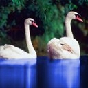 Pareja de cisnes en Laguna Azul