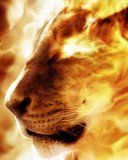 Lion fire