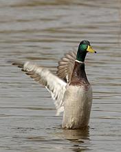 Pato