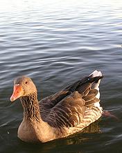 Pato nadando