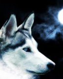 Lobo con la luna