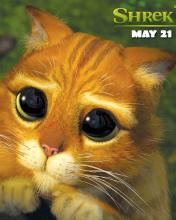 Gatito con cartel de Shrek