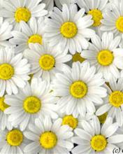 Flores blancas 176x220