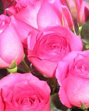 Ramo de rosas rosadas