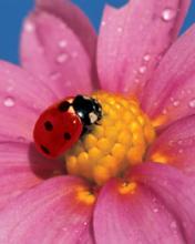 Flor con un insecto