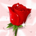 Rosa Roja 4