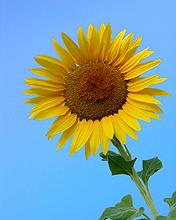 Girasol