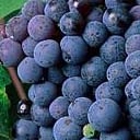 Racimo de uvas