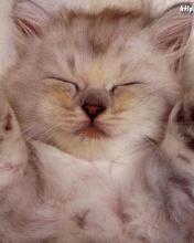 Cat 7