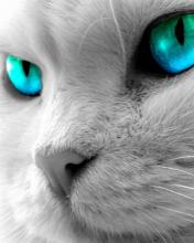 Cat Face 1