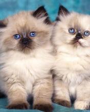 Cats