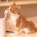 Gatico tomando Leche