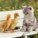 Gato con Patos