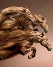 Brown Horses