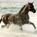 Caballo en la Playa