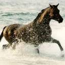 Horse in the Water