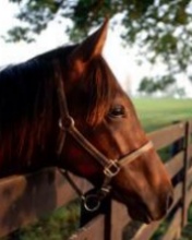 Horse Fence