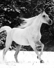 White Arabian Horse