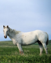 White Horse Field