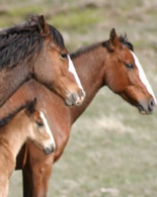 Wild Horse Family