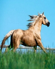 Elegant horse