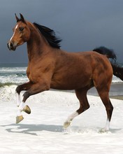 Horse on white snow