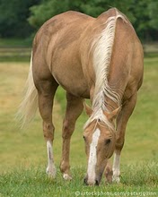 Caballo alimentándose