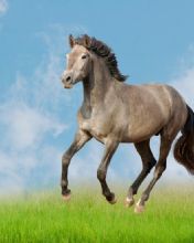 Horse galloping