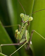 Mantis Religiosa