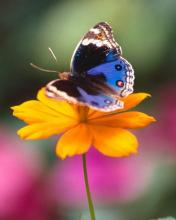 Mariposa azul en una flor