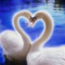 Cisnes formando un corazón