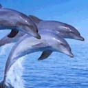 Delfines saltando