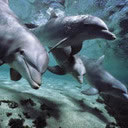 Delfines en la playa