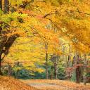 Parque en el otoño