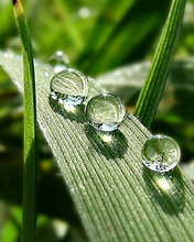 Tres gotas de agua sobre una hoja